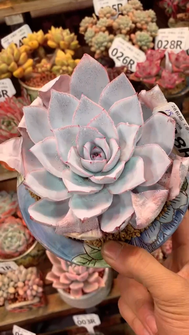 038R（一物一拍，精品多肉，所见即所得 ）