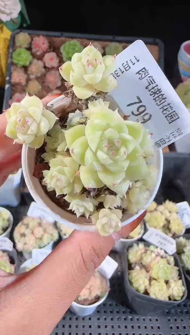 1113-799群生不包整
