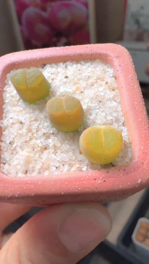 疯狂的多肉石头256黄金鱼籽酱一颗