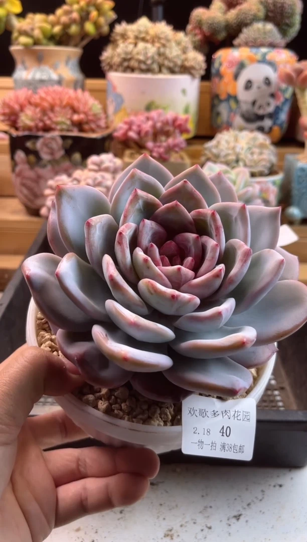 【闪购商品】2.18-39嫦娥