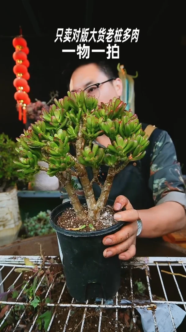 【闪购商品】281号招财猫