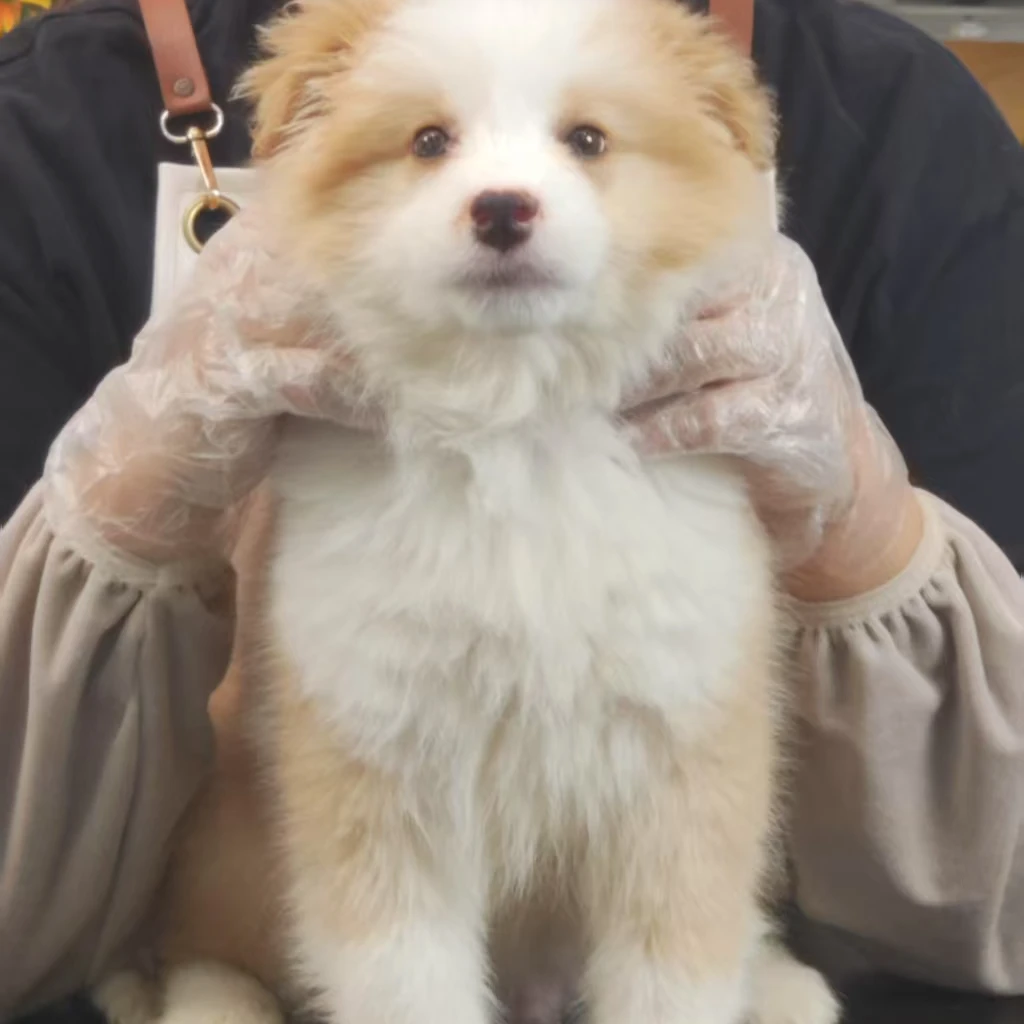 【小八京城犬舍】活体宠物