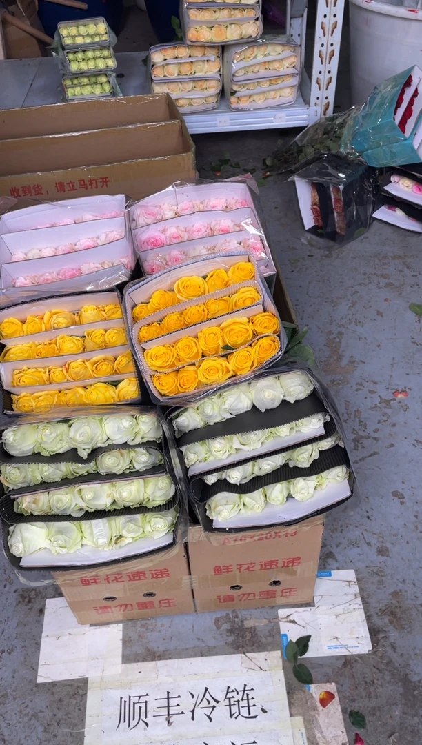 白雪山20枝+金枝20枝+洛神20枝