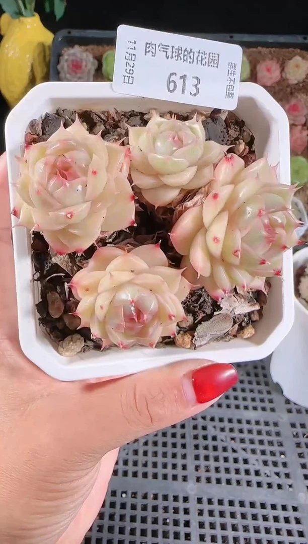 多肉1129-613（群生不包整）