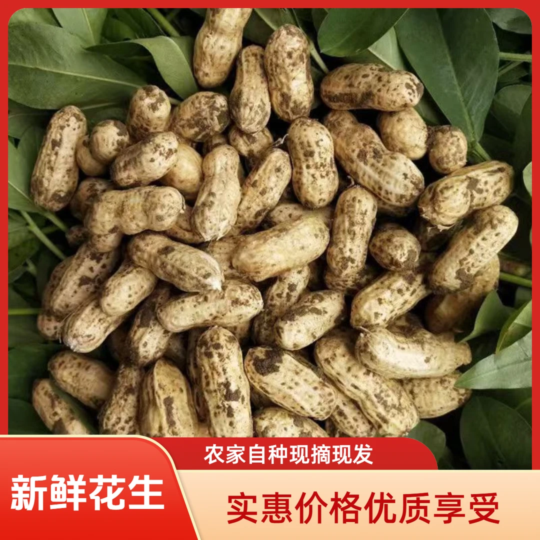 新鲜带壳花生湿花生带泥粉皮花生现挖花生可水煮花生农家自种