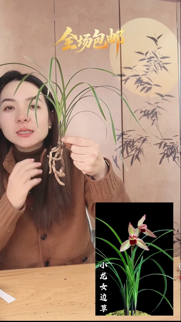 当前无花栽培后可以开花：小龙女边草