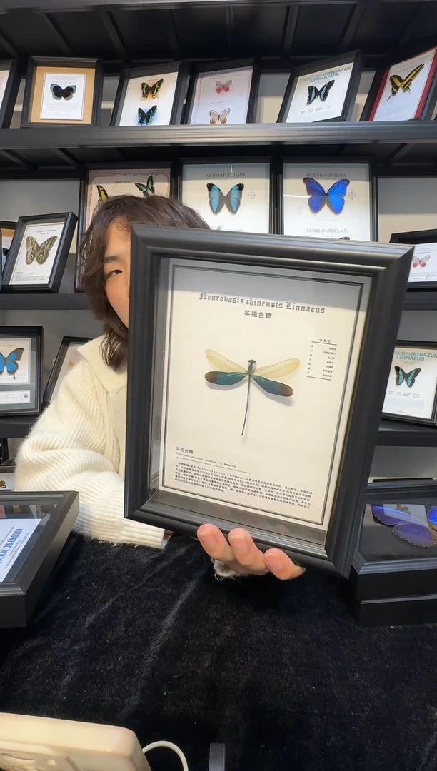 玻璃真实蝴蝶标本