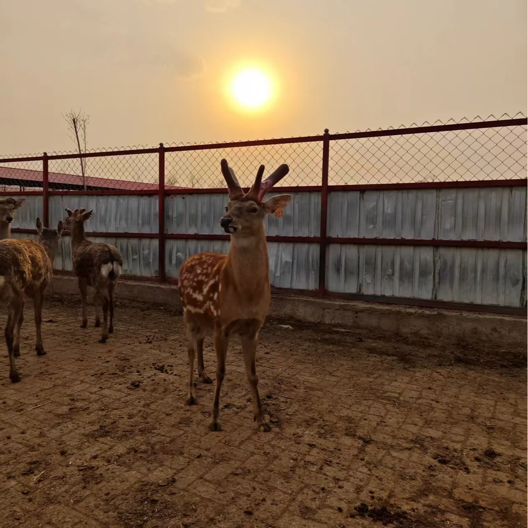 高浓度鹿茸红 一 顺丰包邮