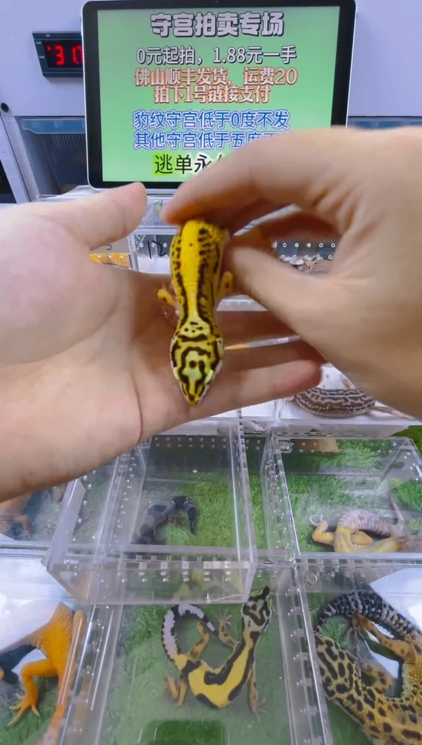 豹纹守宫豹纹肥尾成体苗子亚成