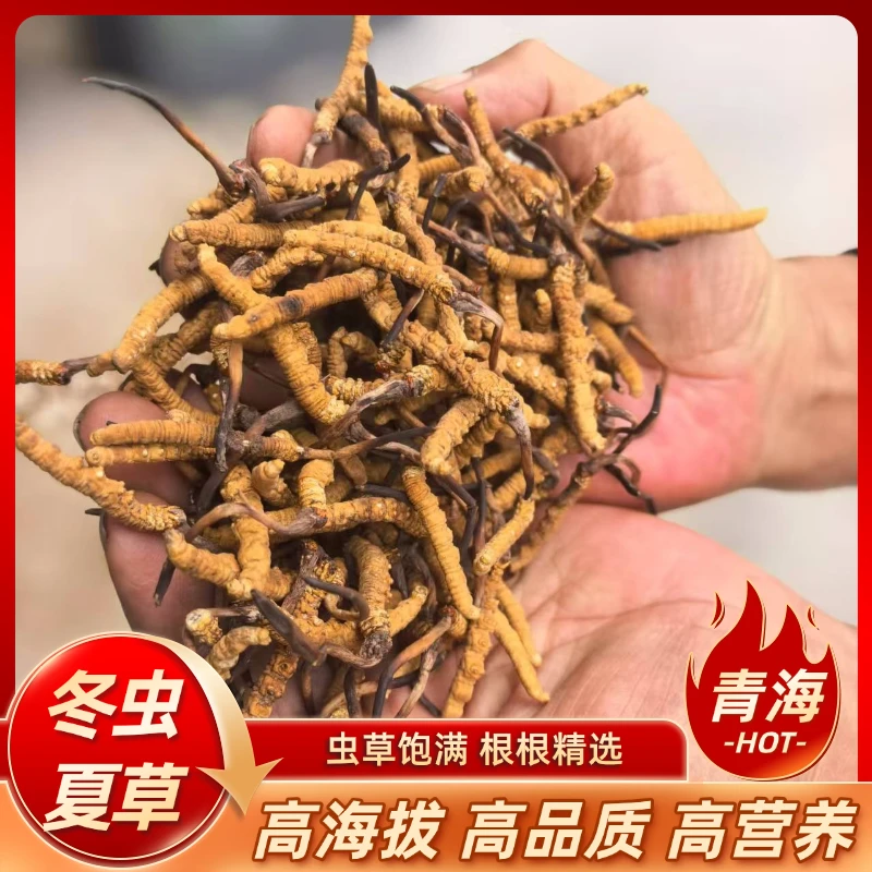 冬虫夏草纯野生干货精选源头泡水煲汤泡酒送礼