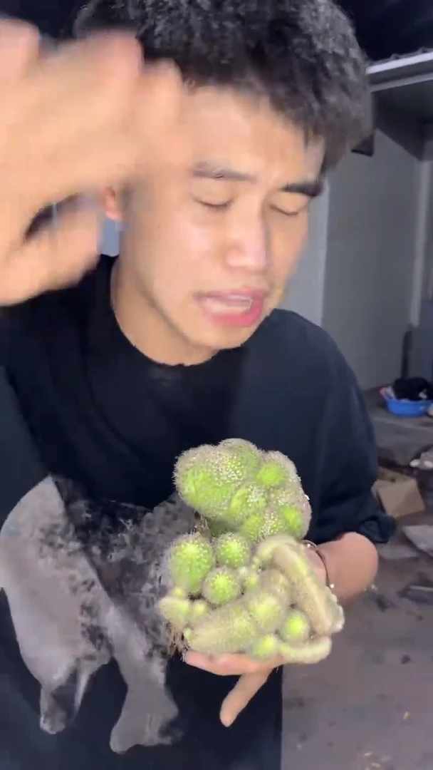 2颗 席克氏彩草  不指定缀化