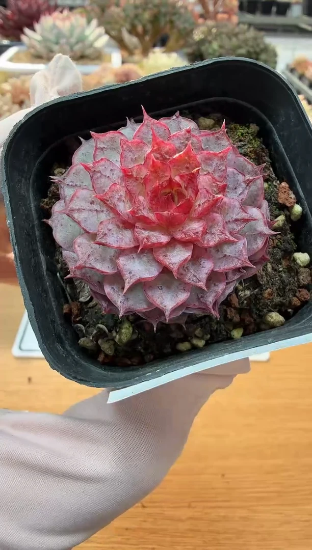 东云多肉园二店-12