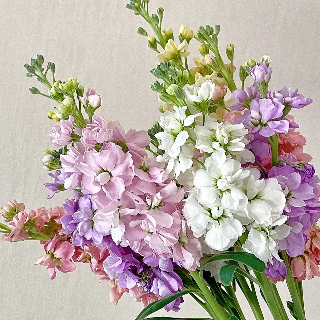 紫罗兰1扎 颜色随机