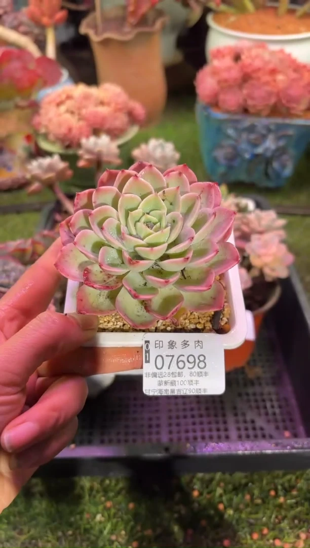 【闪购商品】07698