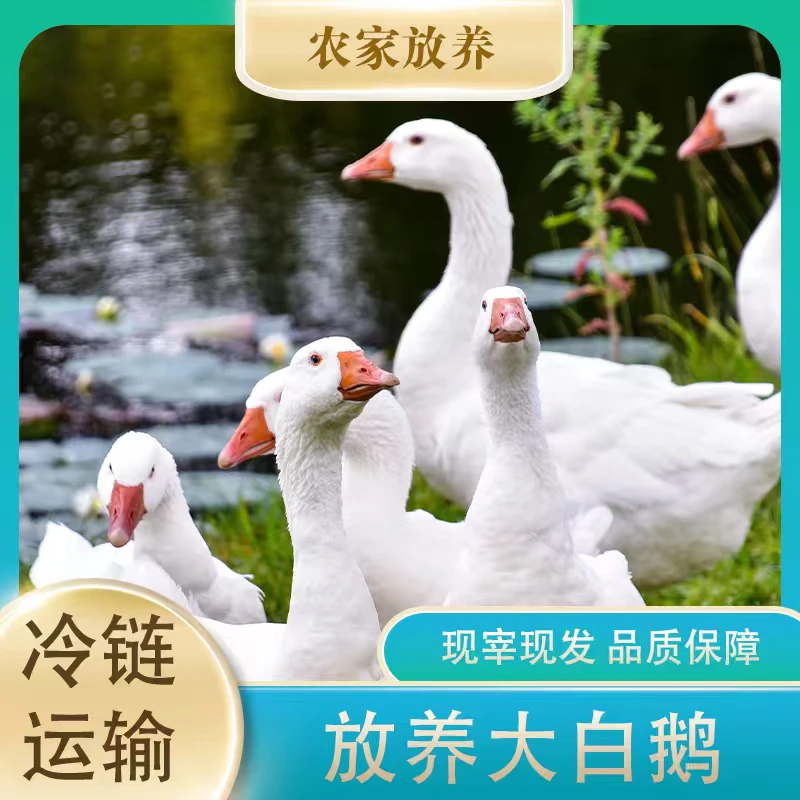 【鸡不可失】现宰现杀 放养青年鹅 大白鹅 带心肝