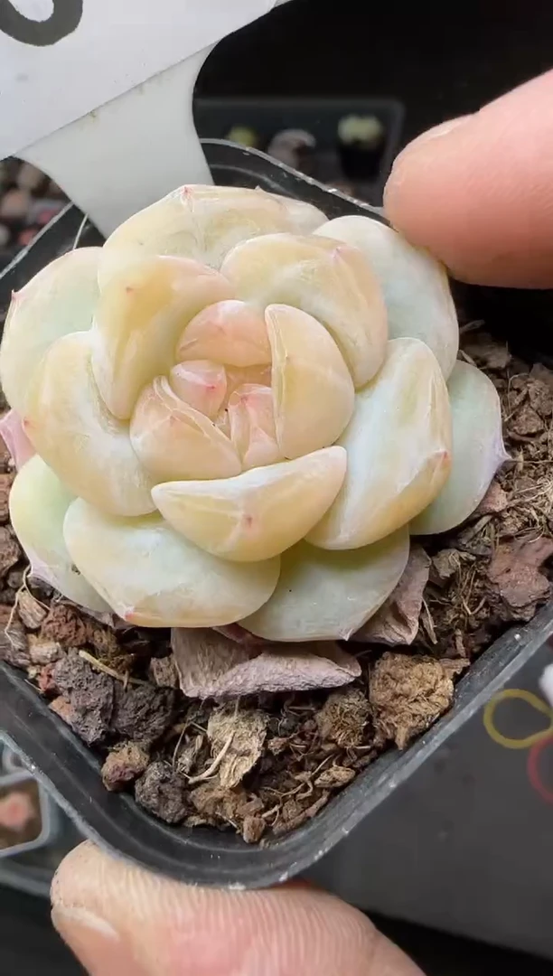 【闪购商品】一物一拍0219—161