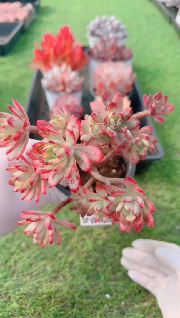 【闪购商品】梦会多肉一物一拍