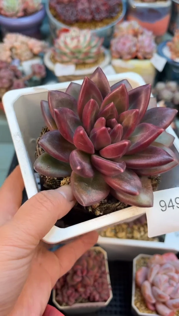 9494单头迷雾泡泡多肉