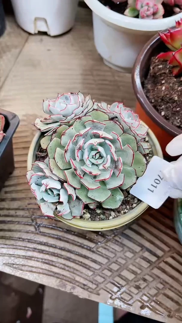 【闪购商品】17011