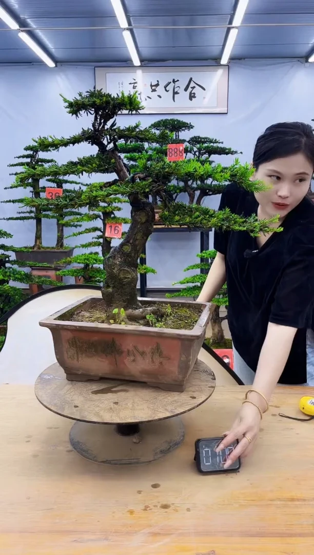 无花朵一物一拍，所见即所得