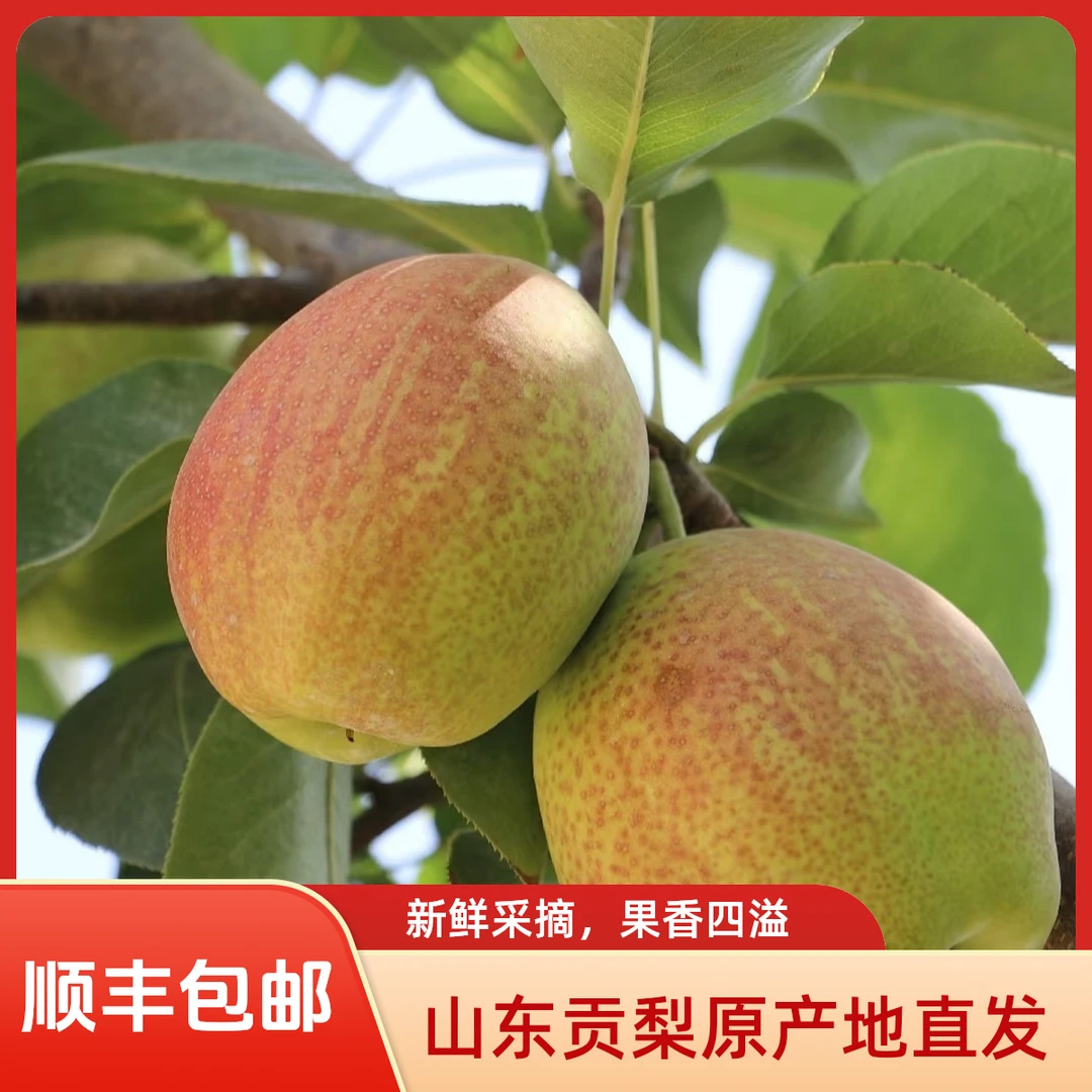 [现摘现发]媚梨新香梨原产地现摘现发皮薄多汁3-5斤 顺丰包邮山东省
