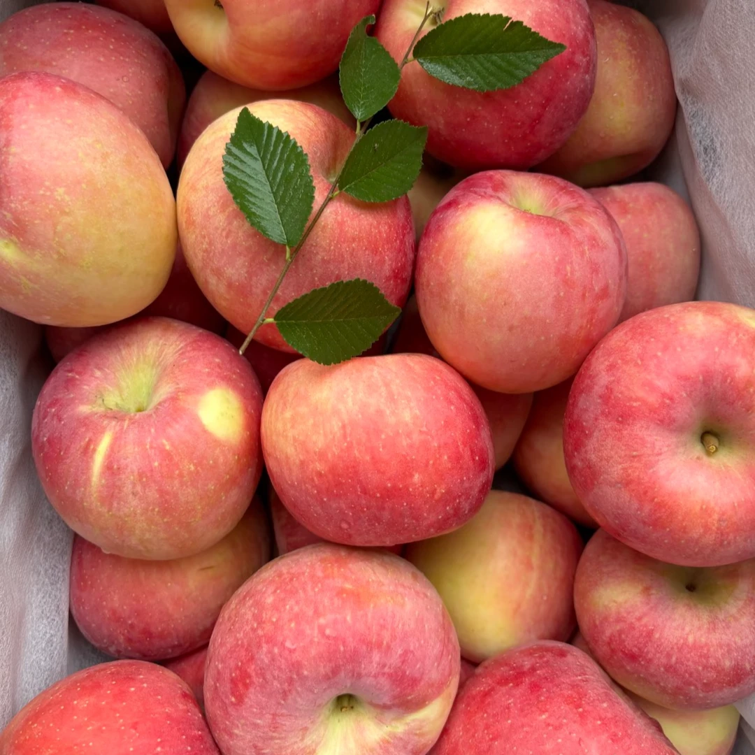 专属新鲜现摘正宗当季红富士苹果脆甜多汁皮薄肉厚水果产地直发