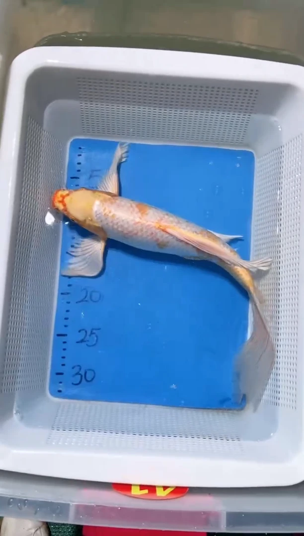 锦鲤锦鲤蝴蝶鲤鱼拍开箱视频包售后