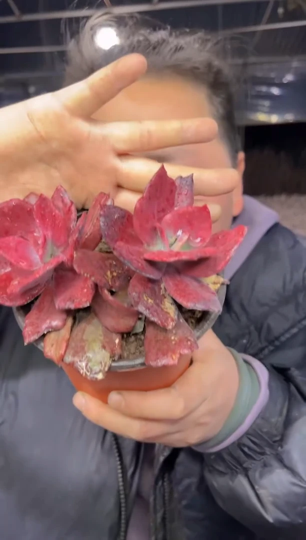 【闪购商品】75-双头起钻石锦7.8