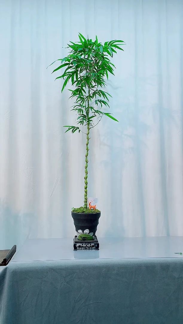 无花朵竹子盆景竹子盆景