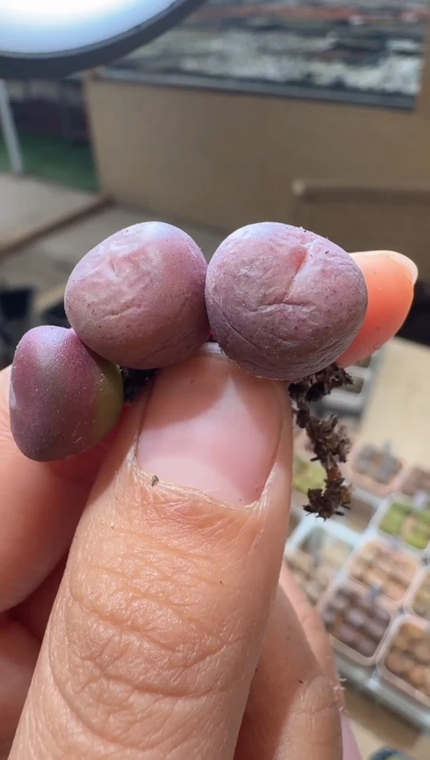168多肉植物肉锥一颗