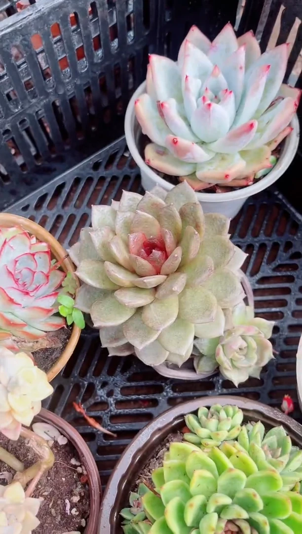 缘****?16166多肉植物一物一拍