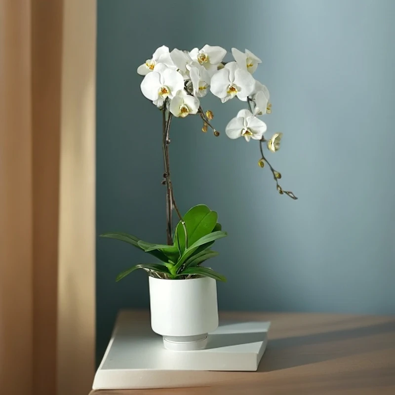 单枝白色蝴蝶兰