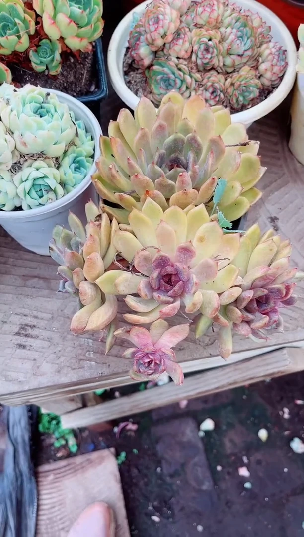 静**光25059多肉植物一物一拍