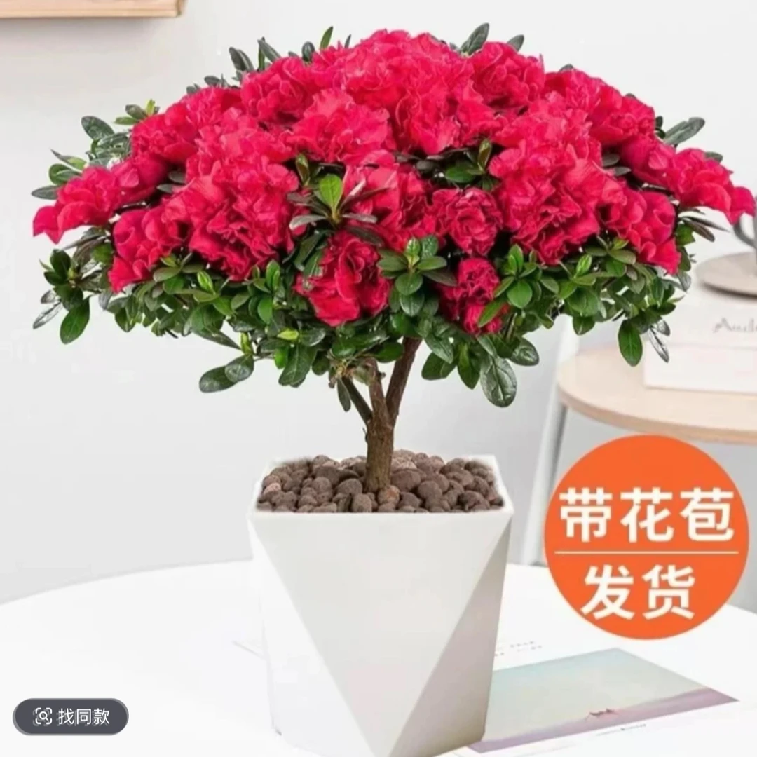 （带花苞）大盆比利时红宝石红杜鹃盆栽室内好养绿植四季红红火火