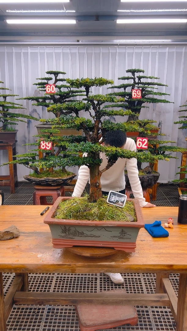 【闪购商品】紫砂精品盆景直播间一物一拍