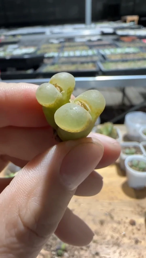 【闪购商品】9-515