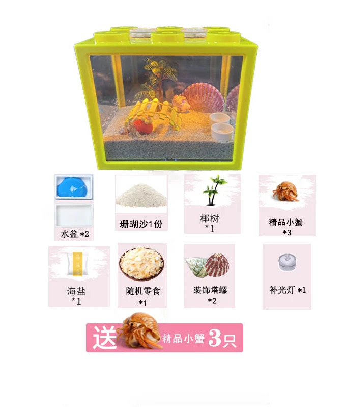 豆丁寄居蟹饲养套装含贝壳与饲养缸
