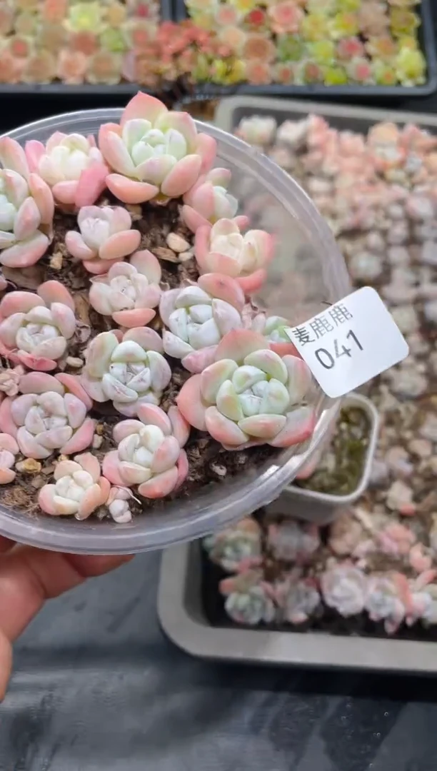 041玉蝴蝶     量拍