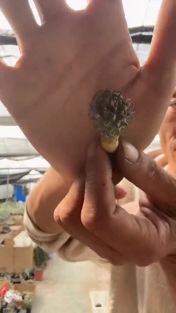 实生升龙不带盆土25.99