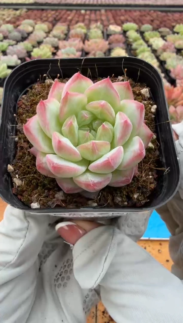 东云多肉园二店-103