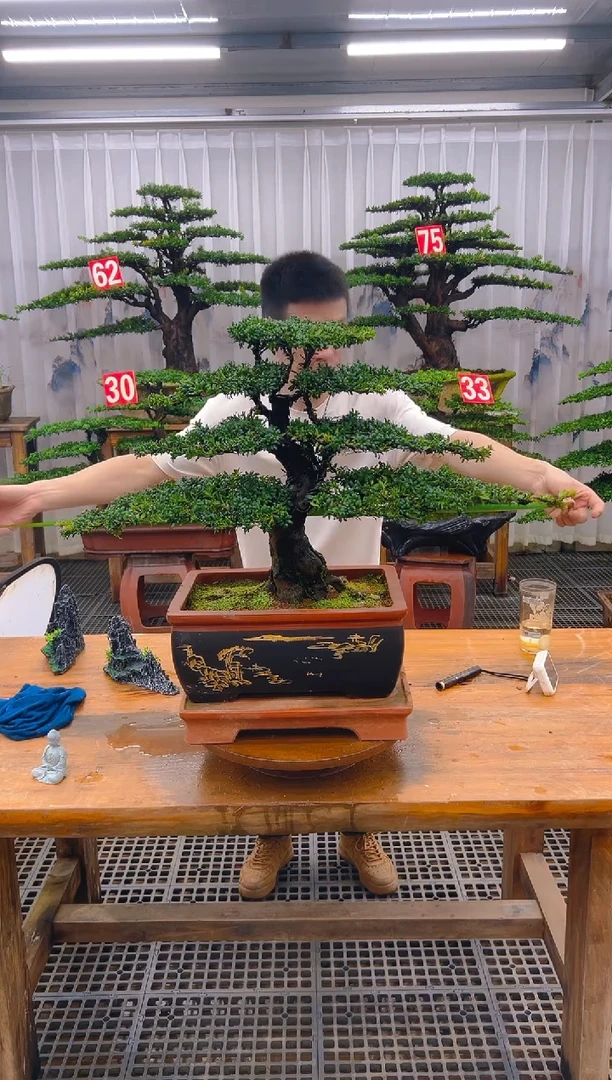 无花朵后**人精品盆景直播间一物一拍