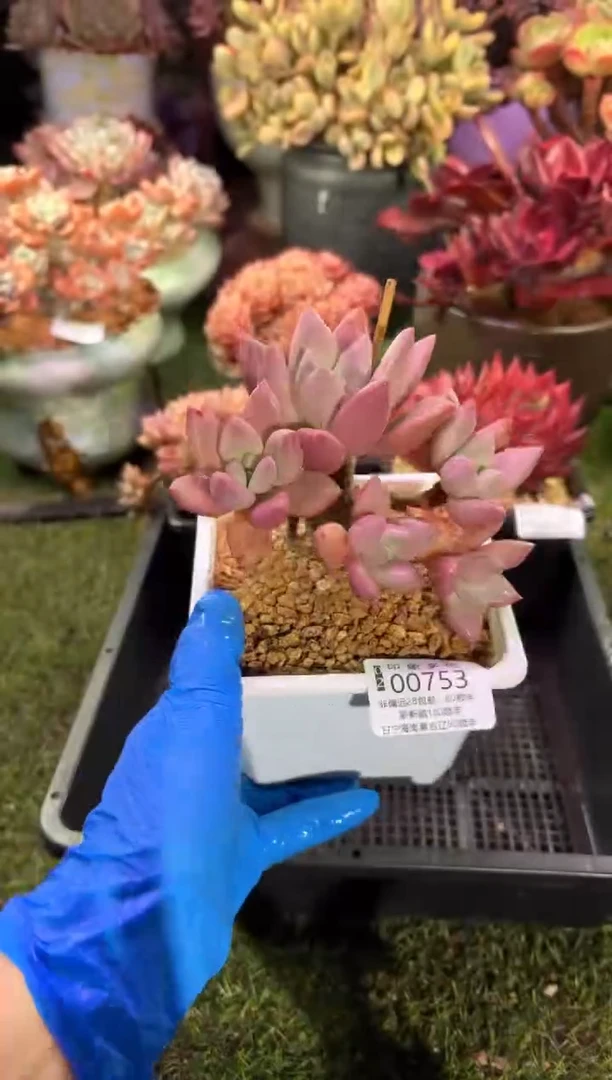 【闪购商品】00753