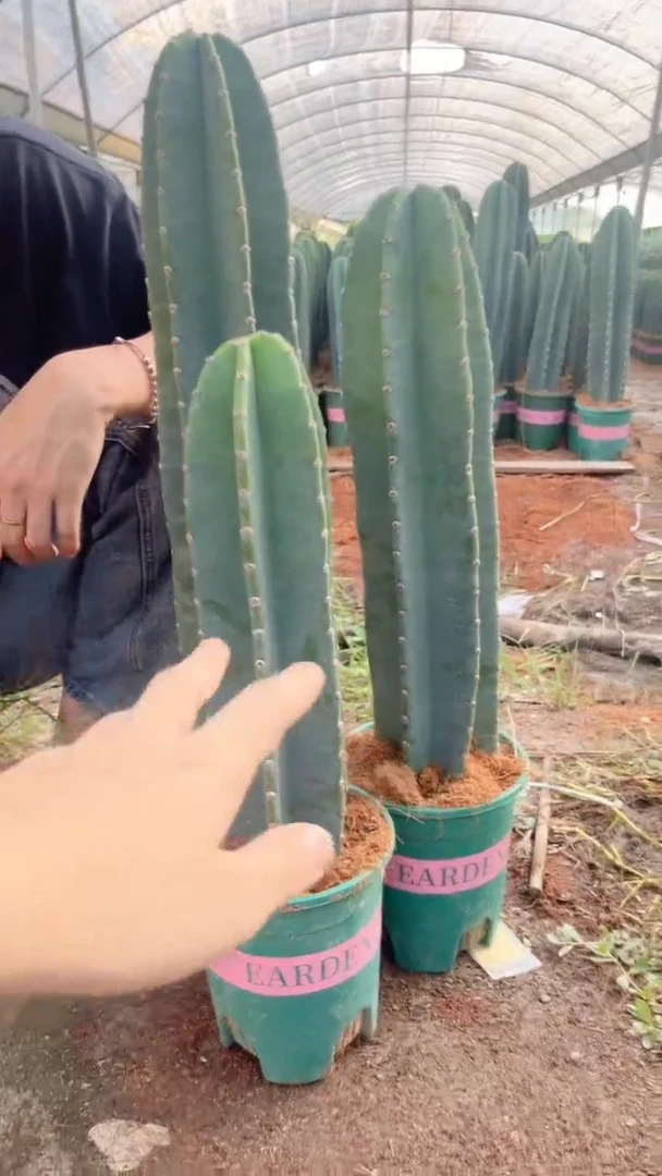 【带根】20 30 40cm 量天尺【不带花苞】