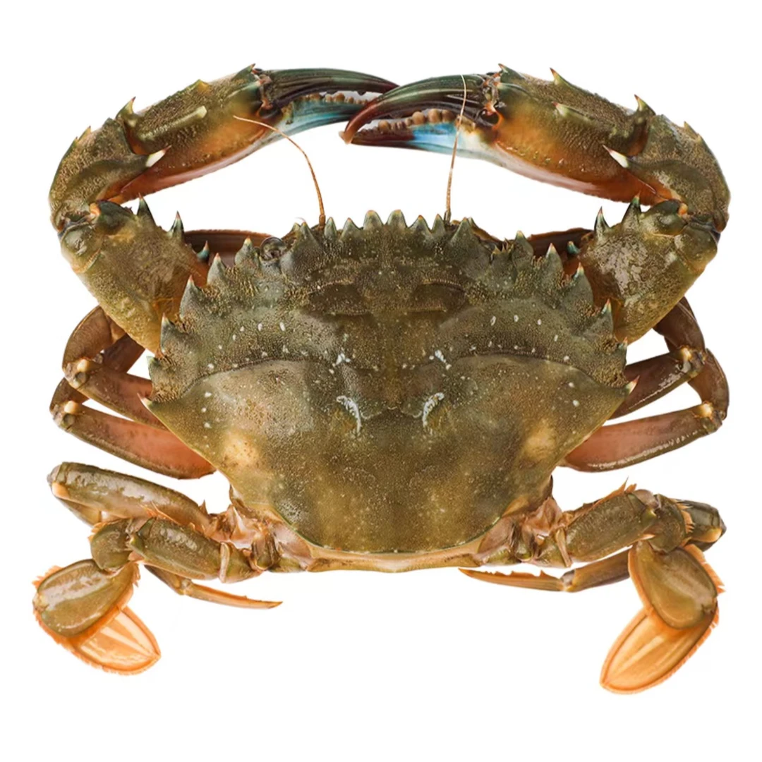 【小石头蟹】上街弟推荐 肉质鲜甜肥美 多规格 福州发【保鲜不保活】