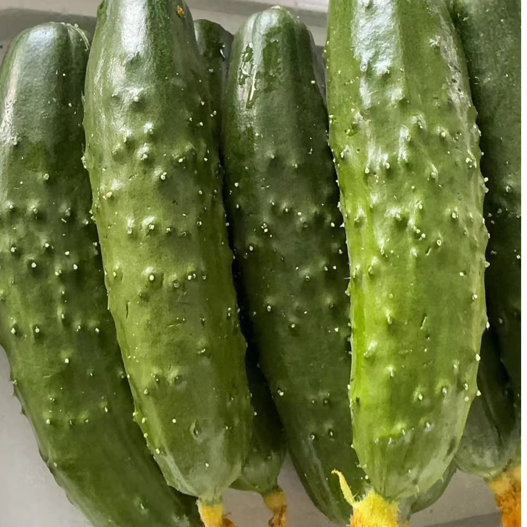 东北旱黄瓜新鲜现摘现发5斤包邮