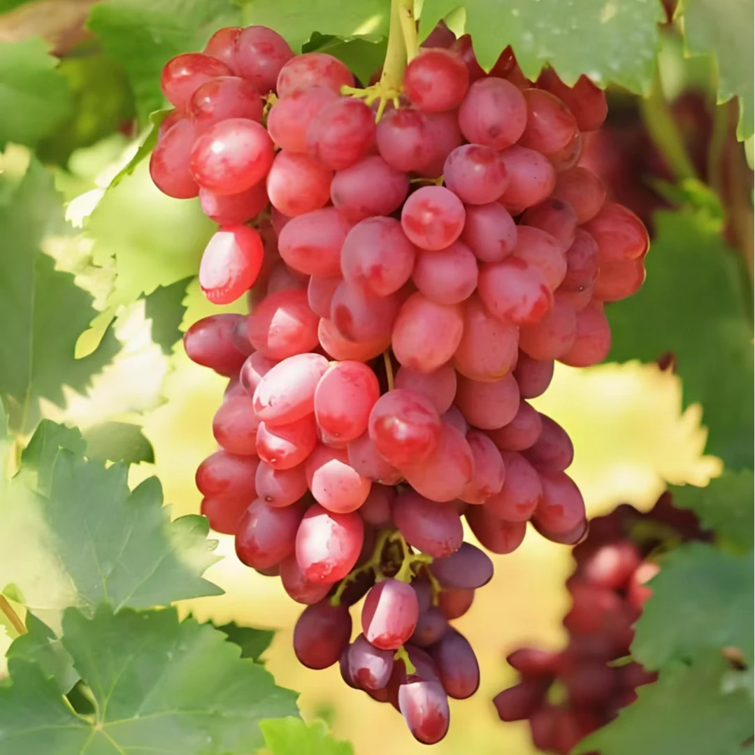 垣禾（葡萄）容器苗露台庭院盆栽地载成活率高