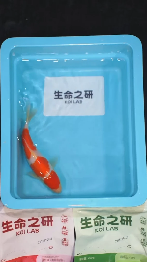 锦鲤血统大正锦鲤红白锦鲤丹顶红白丹顶三色