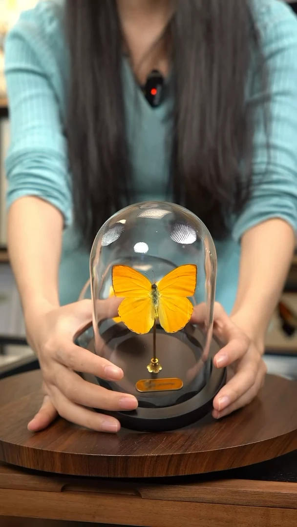 杏菲粉蝶小号玻璃罩