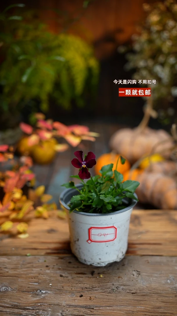 少量花朵（建议范围：2朵-5朵 或40%以下）041