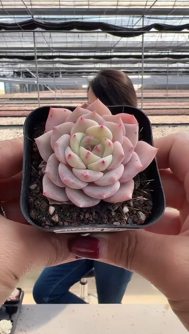 【闪购商品】棉花糖-12